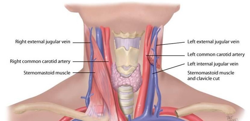 Throat details